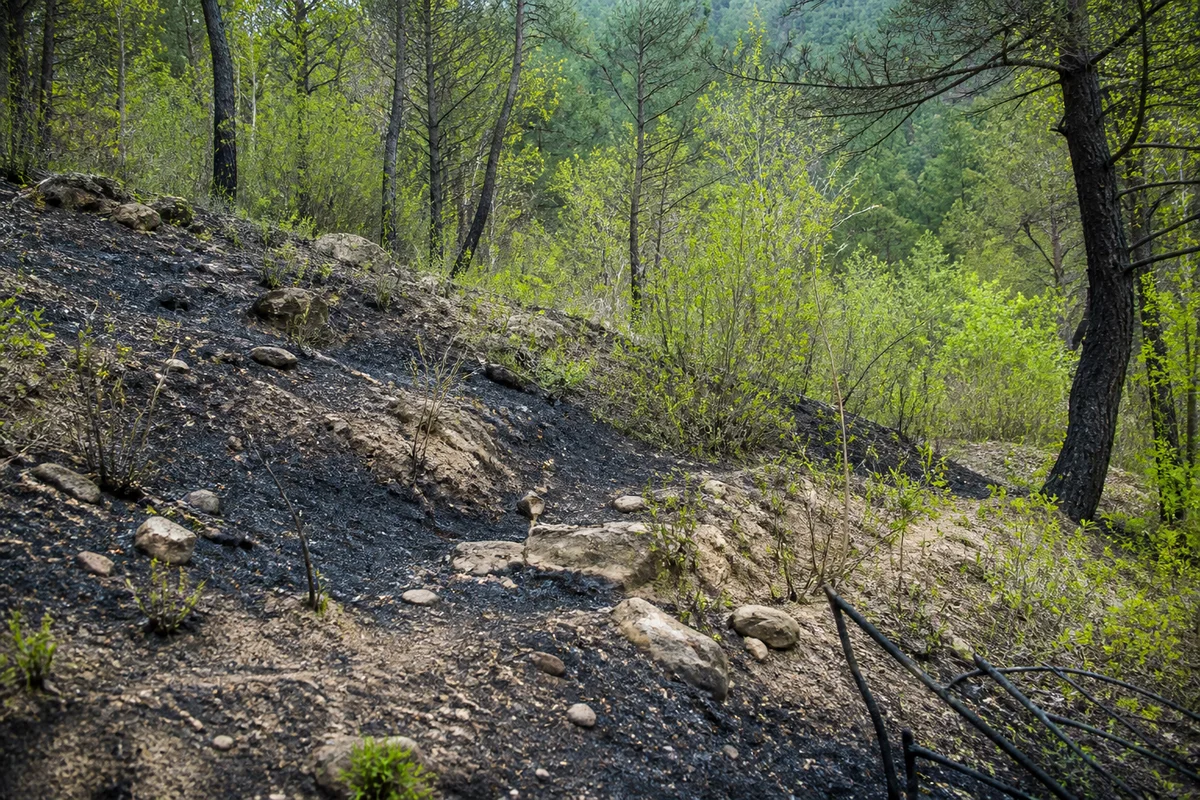Sol forestier partiellement noirci où de jeunes pousses réapparaissent parmi les arbres.